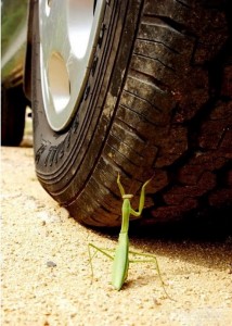 "Don't you know about the praying mantis that waved its arms angrily in front of an approaching carriage," warned the philosopher Zhuangzi, "unaware that they were incapable of stopping it? Such was the high opinion it had of its talents" (Burton Watson, trans.). Images of the angry mantis facing a car wheel are circulating online today. 