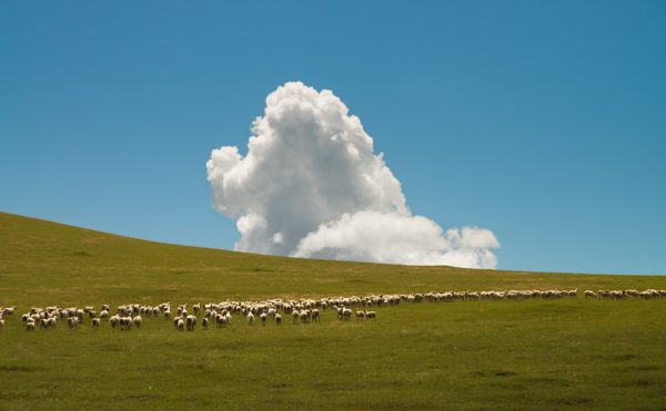 A large flock of sheep graze on the green grasslands of Inner Mongolia against a backdrop of billowing clouds and blue skies.
