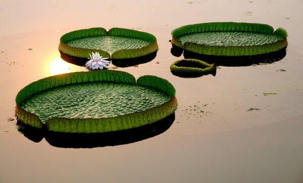 Photo: Baiyangdian lotus in different poses and with different expressions, by llee_wu