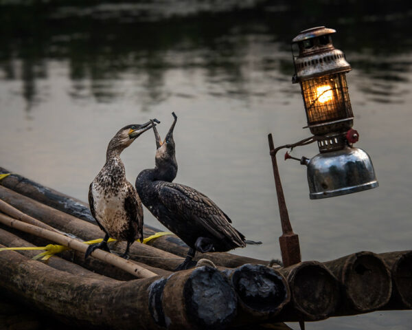 Perched on a narrow raft made of lashed-together logs and illuminated by a metal lantern, two cormorants touch beaks, as if fighting over something.