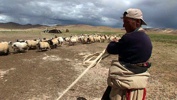12-Sheepheader