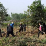 BBC | 大家谈中国：“毁树是为绿化”令人啼笑皆非