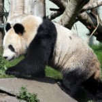 BBC | 英国熊猫“夫妻”首次交配不成功