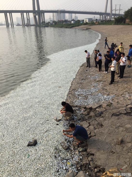 凤凰网｜天津环境监测中心：死鱼河段未检出氰化物