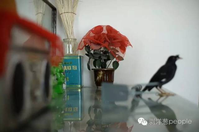 8月29日，受害人白兰（化名）父亲的家中，28年来，白兰当年在白银公司表演舞蹈获得的一束塑料花，一直摆在柜子上。 新京报记者吴江 摄