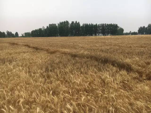 霾出没｜今年麦收在河南新乡随机取12个麦样，发现全是“镉麦”