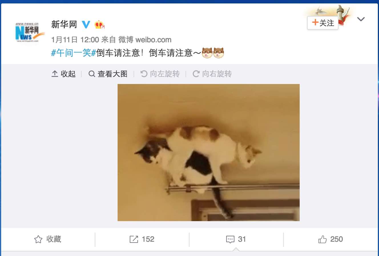 【立此存照】新华网发布“猫(mao)倒车”微博 引围观后删除