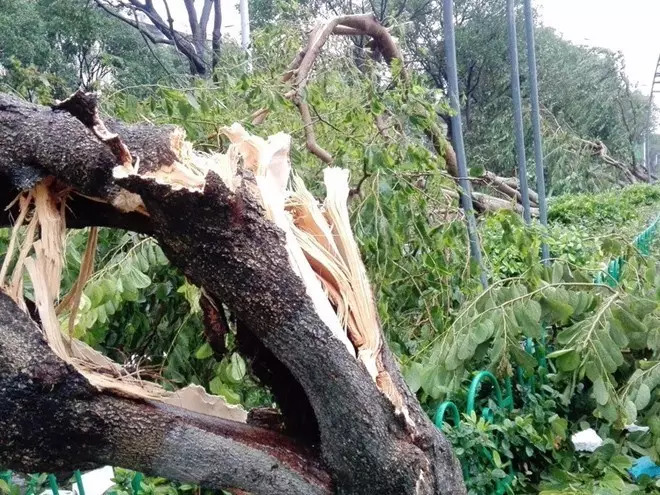 知识分子 | “接地气”的研究：从35万株被台风吹倒的树说起