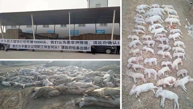 自由亚洲 |企业自揭大量死猪河北疑长时间瞒报猪瘟疫情