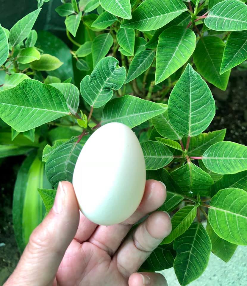 龙应台：花园的地上有一颗鸡蛋