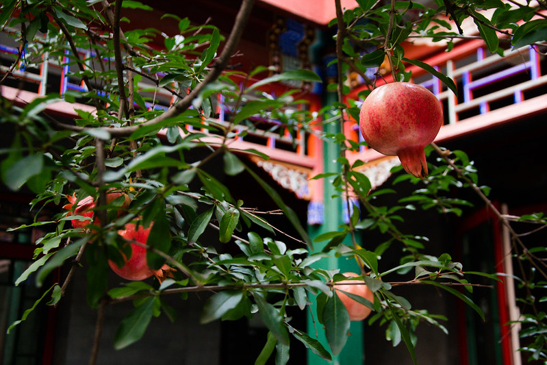 Photo: Pomegranate Tree, by Mitch Altman