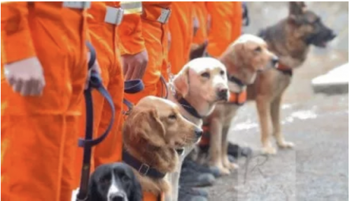 狗与爱的世界 | 北京通州禁养条例出台，宠物医院安乐死排起了长队……