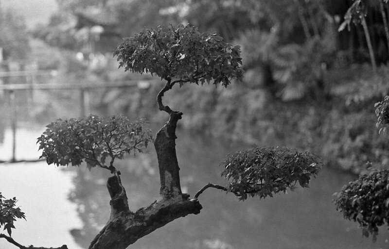 Photo: China – branches, by Lilian J.