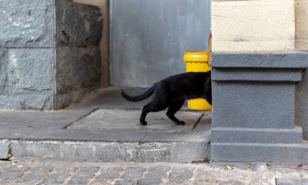 Photo: cat photo in Guangzhou city, by zhizhou deng