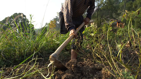 11月初，范家发在地里挖花生。 赵志远 摄