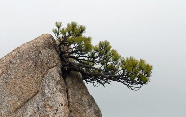 Photo: Natural bonsai pine, by Nicholas Turland