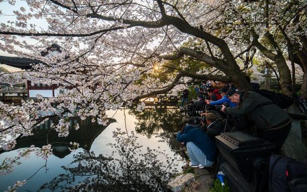 Photo: Hangzhou West Lake Cherry Blossom, by rustler2x4