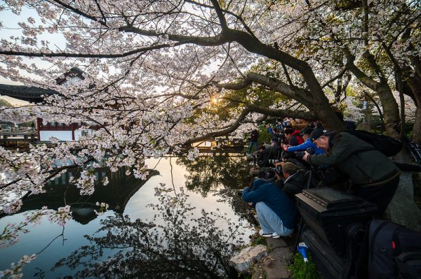 Photo: Hangzhou West Lake Cherry Blossom, by rustler2x4