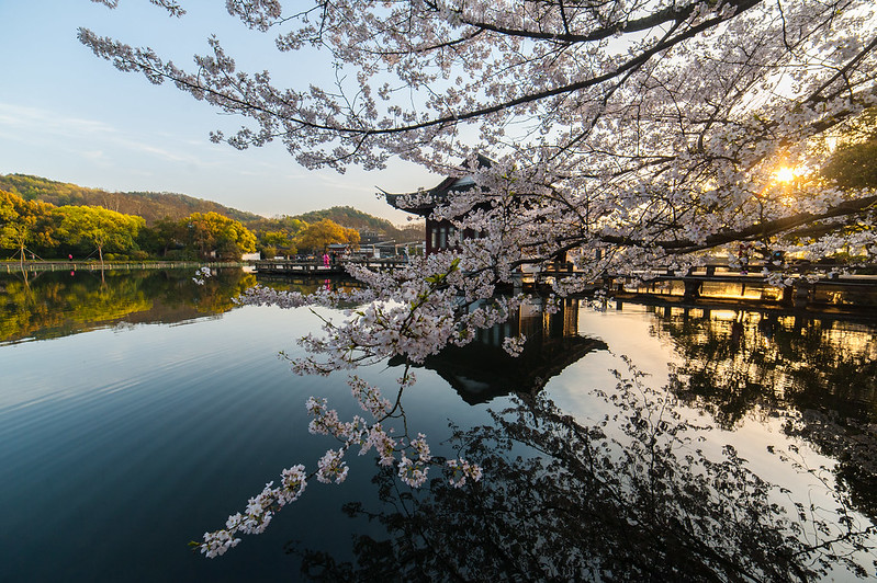 Photo: Hangzhou West Lake Cherry Blossom, by Steven Gitter