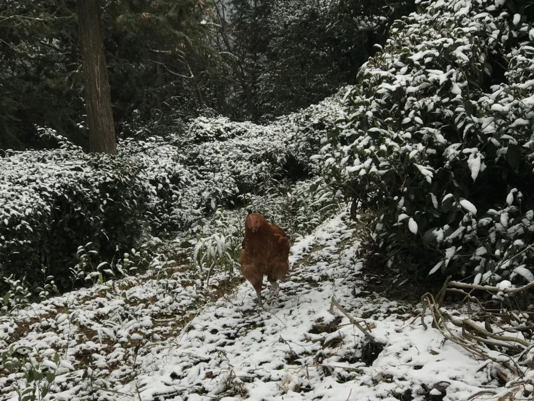 A reddish-brown chicken stands out against the snowy ground.