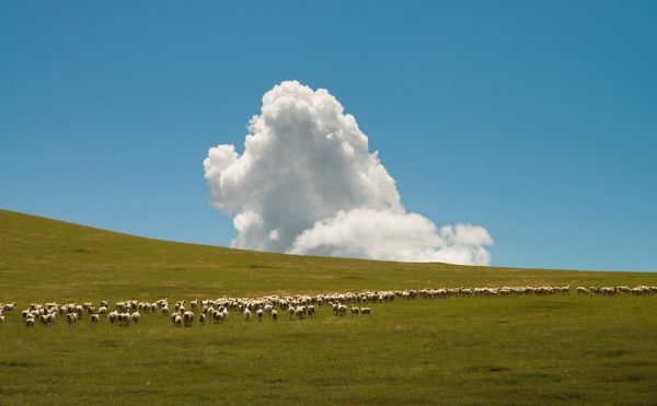 Photo: Cloud and Sheep, by Jonathan Kos-Read