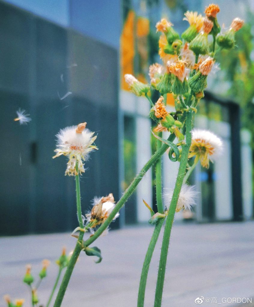 五月中的淮海中路