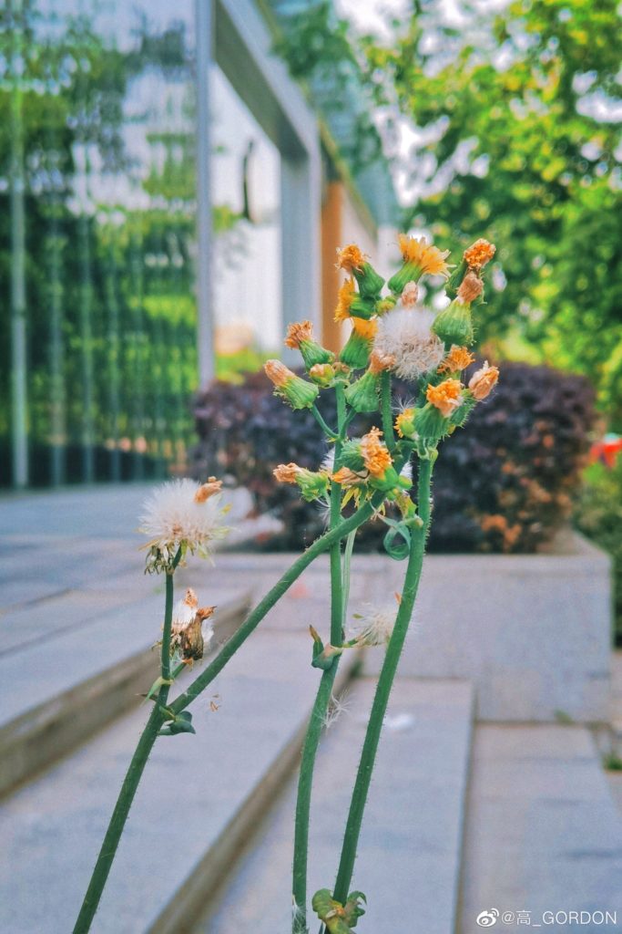 五月中的淮海中路