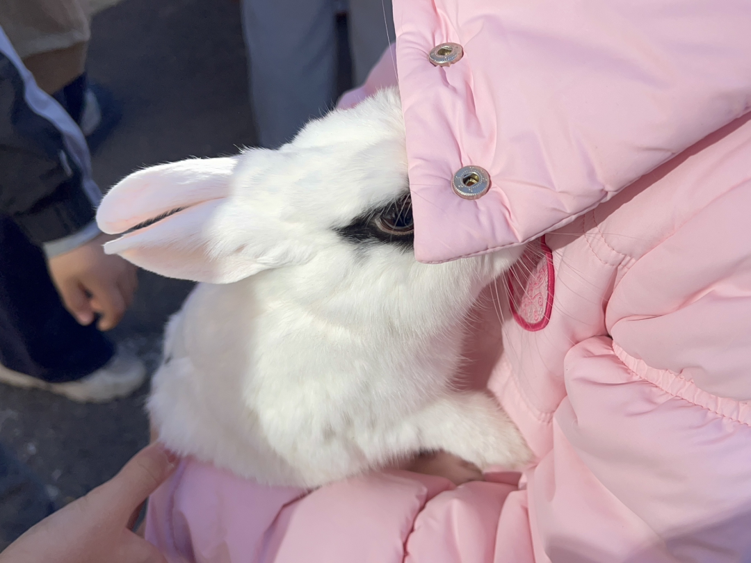 Close-up of the white rabbit, with pink ears and black fur around its eyes, snuggling into the girl’s jacket.