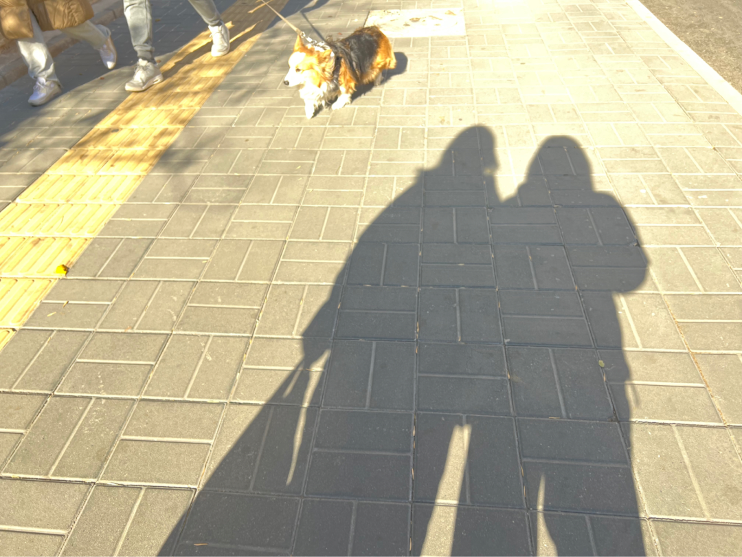 A shadow of two people, one holding a shopping bag, falls on a sidewalk. Two other people walking a small dog approach from the opposite direction.