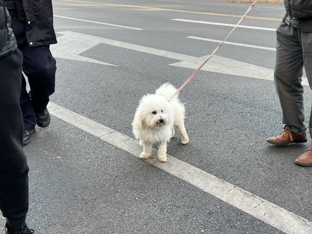 A white fluffy dog on a pink leash stands along the street.