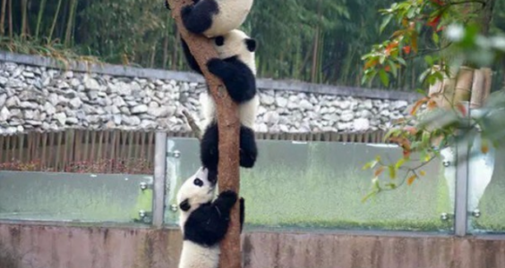基本常识｜我是万万没想到，连大熊猫都被利用来挑拨中美关系