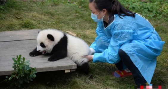基本常识｜不到2岁的大熊猫宝新，被成都基地养死了