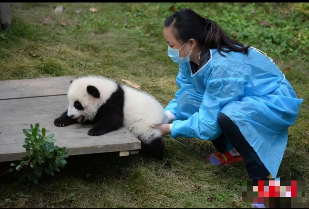 基本常识｜不到2岁的大熊猫宝新，被成都基地养死了