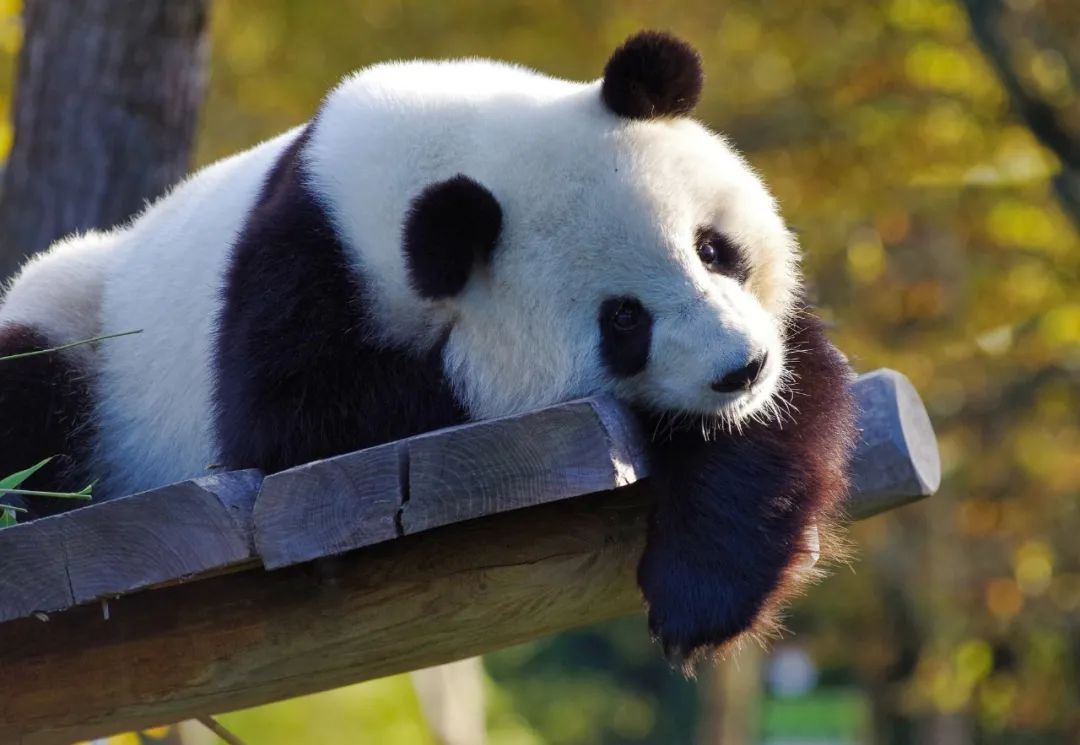 知识分子｜丫丫回国了，我们到底需要什么样的大熊猫保护？