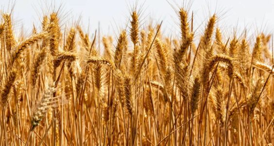 狐度观察｜河南小麦遭烂场雨减产每亩只赔20，农业险保障了谁
