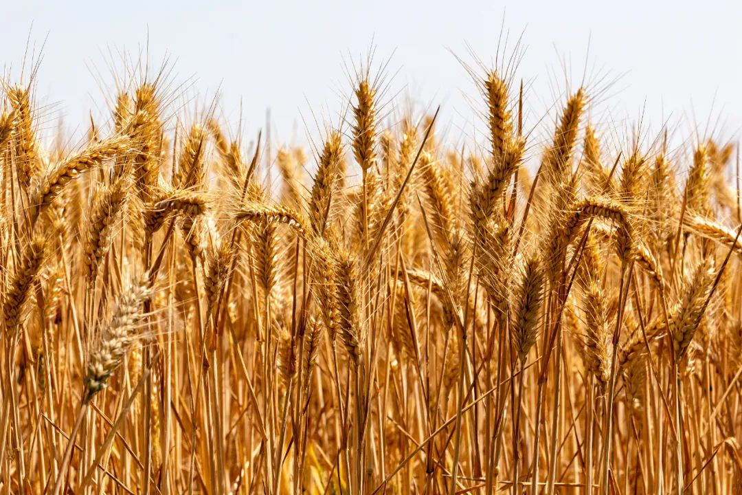 狐度观察｜河南小麦遭烂场雨减产每亩只赔20，农业险保障了谁