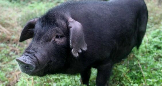 只给少数人看｜餐饮业请注意，这个董事长要对你们下狠手了