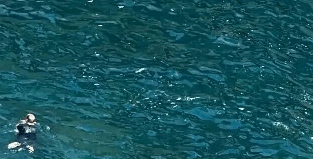 呦呦鹿鸣｜善良没有国界