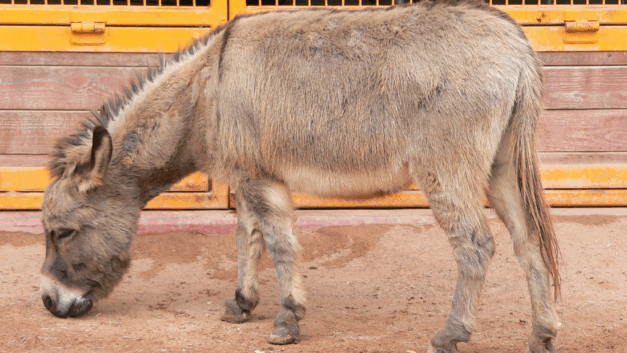 建设性意见｜揭穿阿胶企业谎言：中国不缺驴，但特别缺牛马