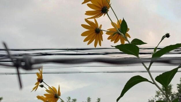 西坡原创｜斗争的年代，又回来了