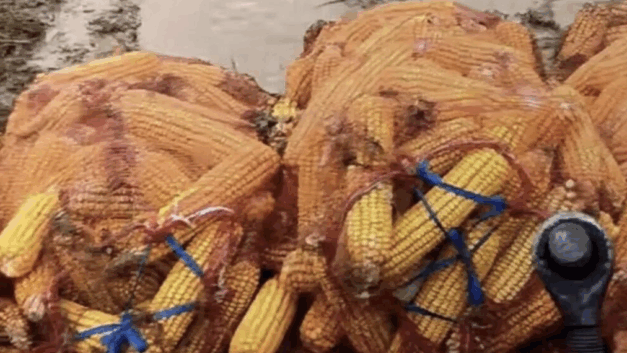 【404文库】中国新闻周刊｜“看着满院发霉的玉米，想哭也哭不出” ，黄淮秋收调查