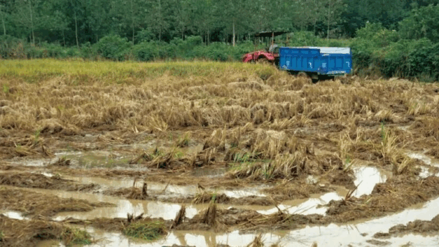 南方人物周刊｜抗旱抢回来的玉米，倒在秋雨连绵的地里