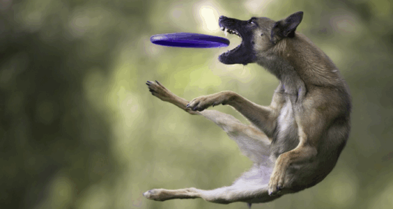 黄阿狗｜我为什么说不要给这类牲口任何流量