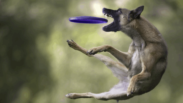 黄阿狗｜我为什么说不要给这类牲口任何流量