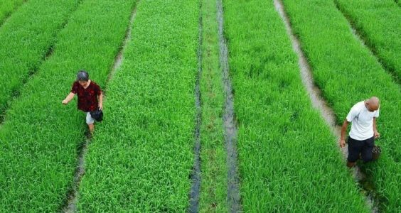 老孙荐读｜孙立平：该关心一下农村了