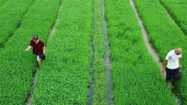 老孙荐读｜孙立平：该关心一下农村了