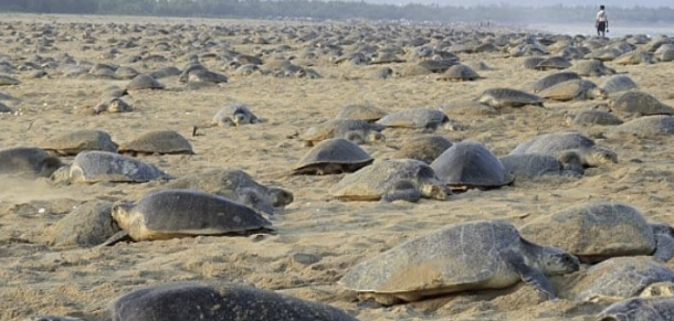 远川研究所｜公考机构，玩不起了