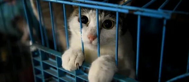 社会学理论大缸｜“反虐待动物”立法征集最后1天，虐杀动物应该付法律代价吗？