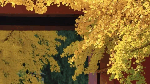 【404文库】金无忌｜我在北京“被上访”的两年