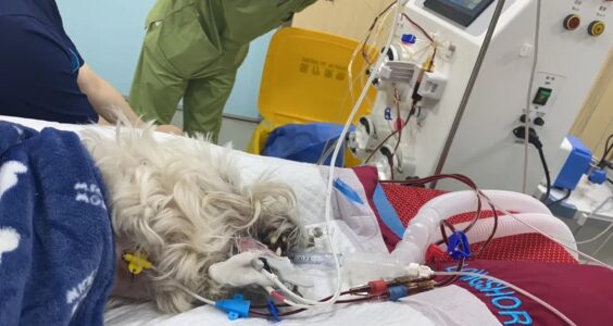 最人物｜毒死小狗获刑4年，Papi妈妈漫长的追凶